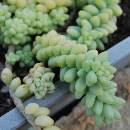 Sedum morganianum
